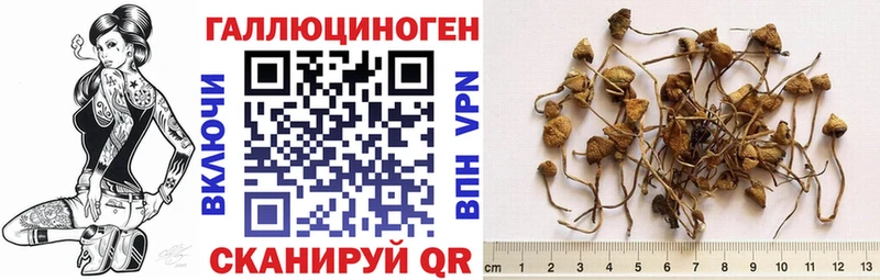 мега ссылки  Злынка  Галлюциногенные грибы Psilocybine cubensis 